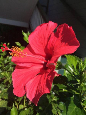 Kona Islander Inn 221
